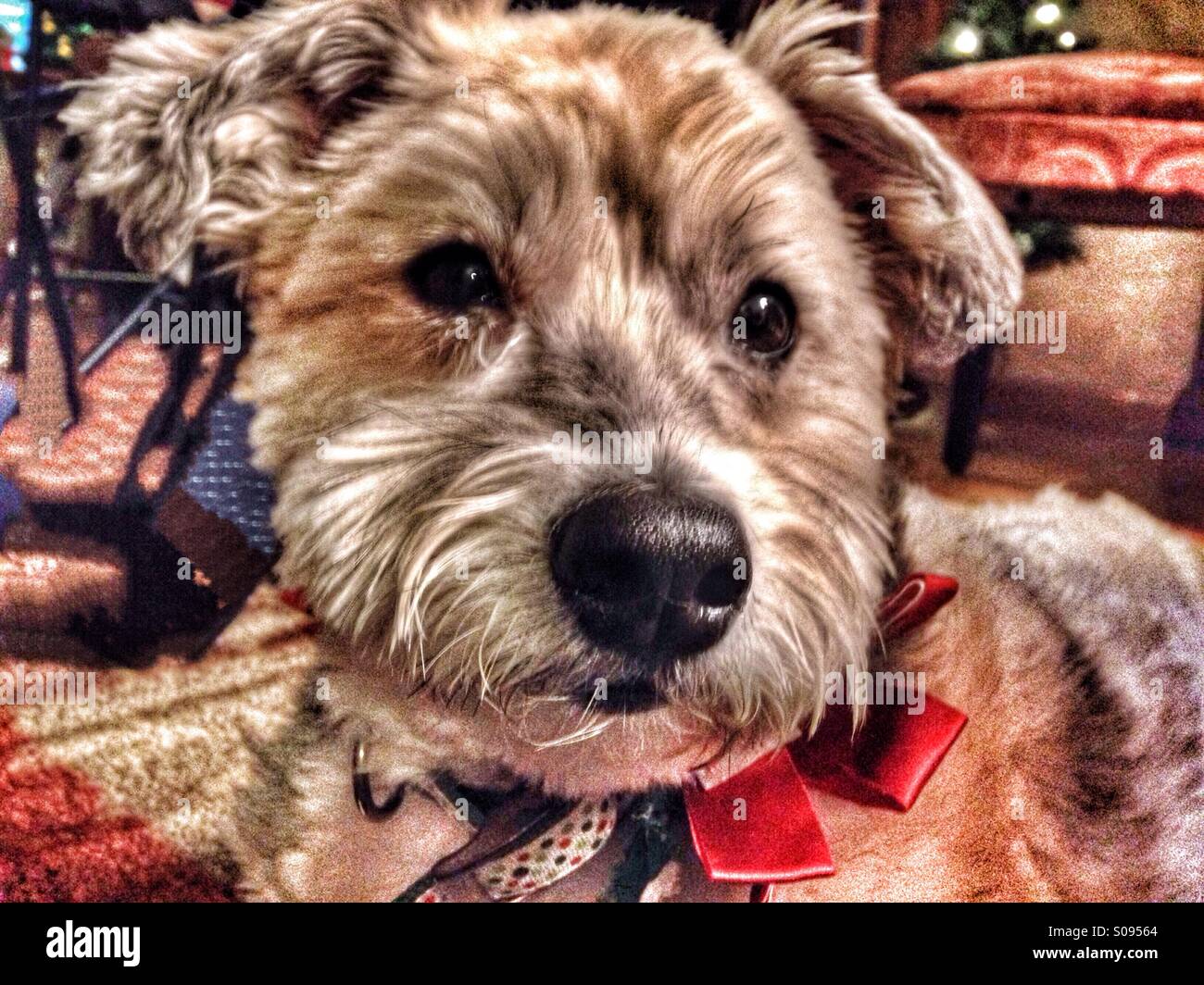 Sam die Lhasa-Apso-Sheltie. - Smartphone-aufgenommenes Stockfoto