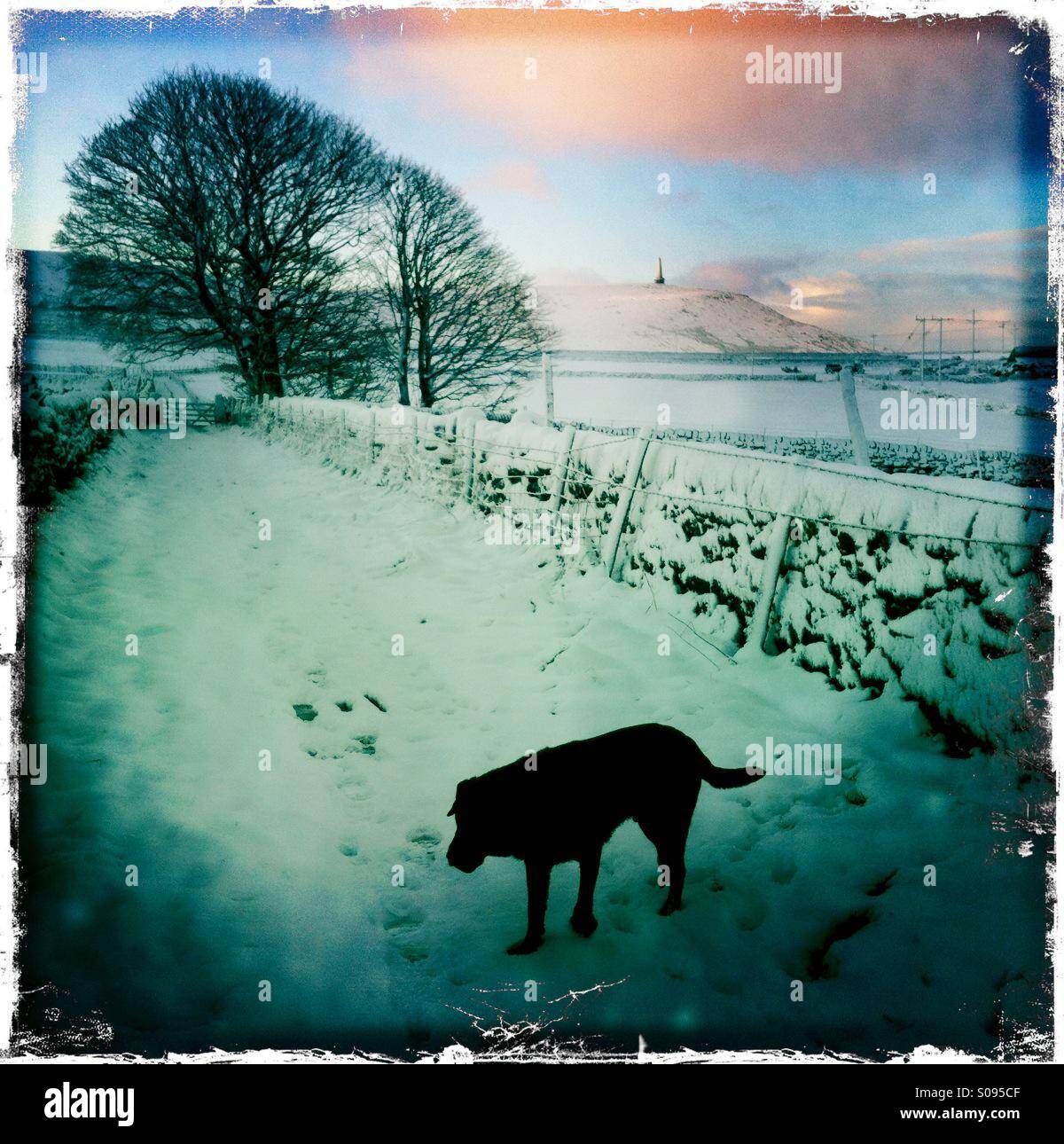 Hund auf verschneiten Pfad in der Nähe von Stoodley Pike (Denkmal im Hintergrund), in der Nähe von Hebden Bridge, Yorkshire, England. - Smartphone-aufgenommenes Stockfoto