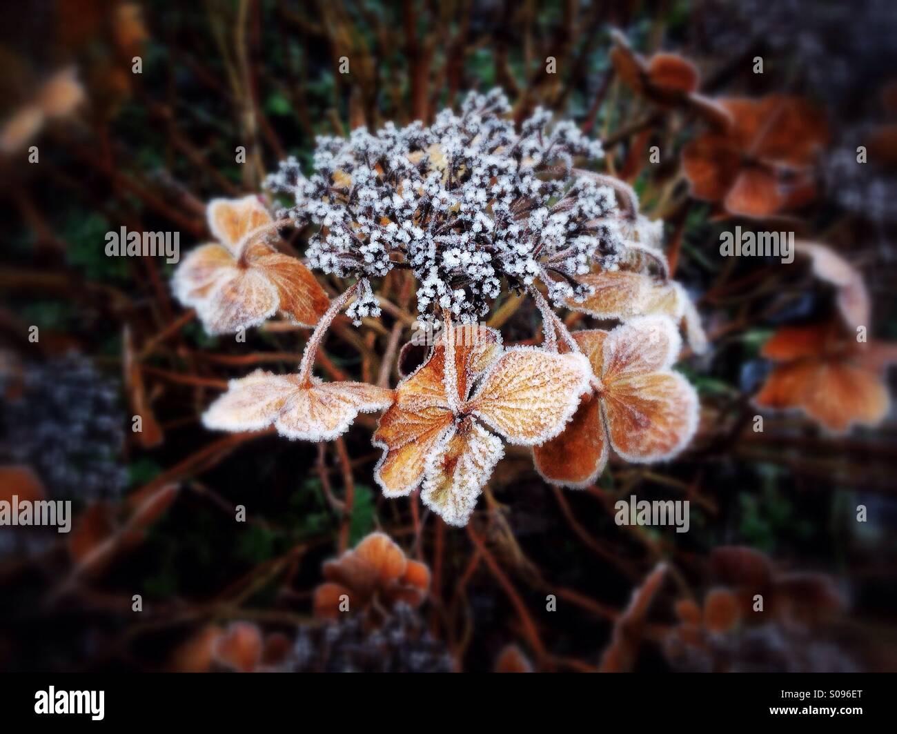 Frost bedeckt Pflanze Stockfoto