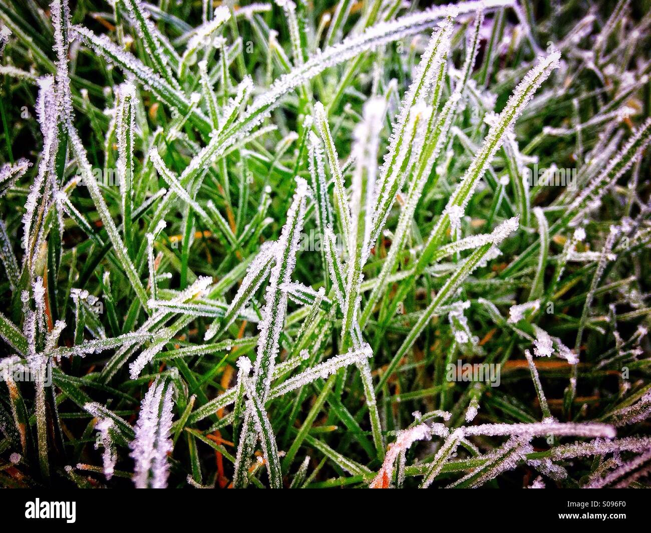 Frost bedeckt Rasen Stockfoto