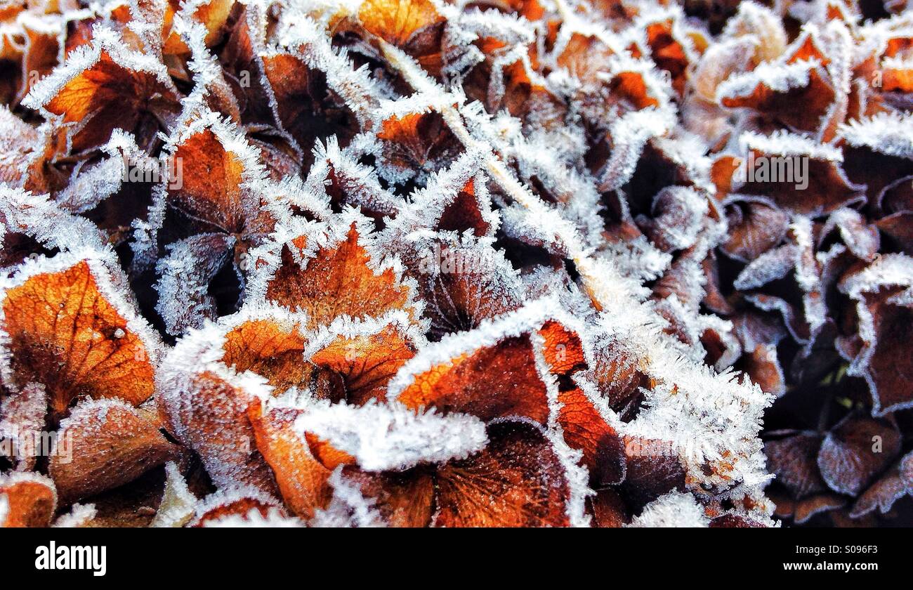 Frost bedeckt Pflanzen Stockfoto