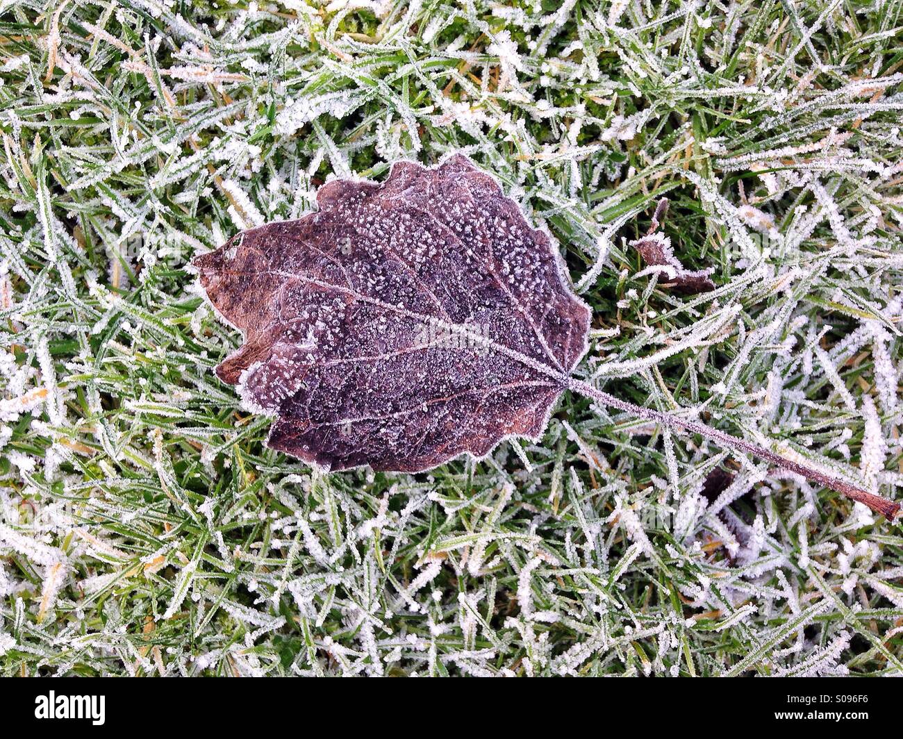 Frost bedeckt Blatt auf Rasen Stockfoto