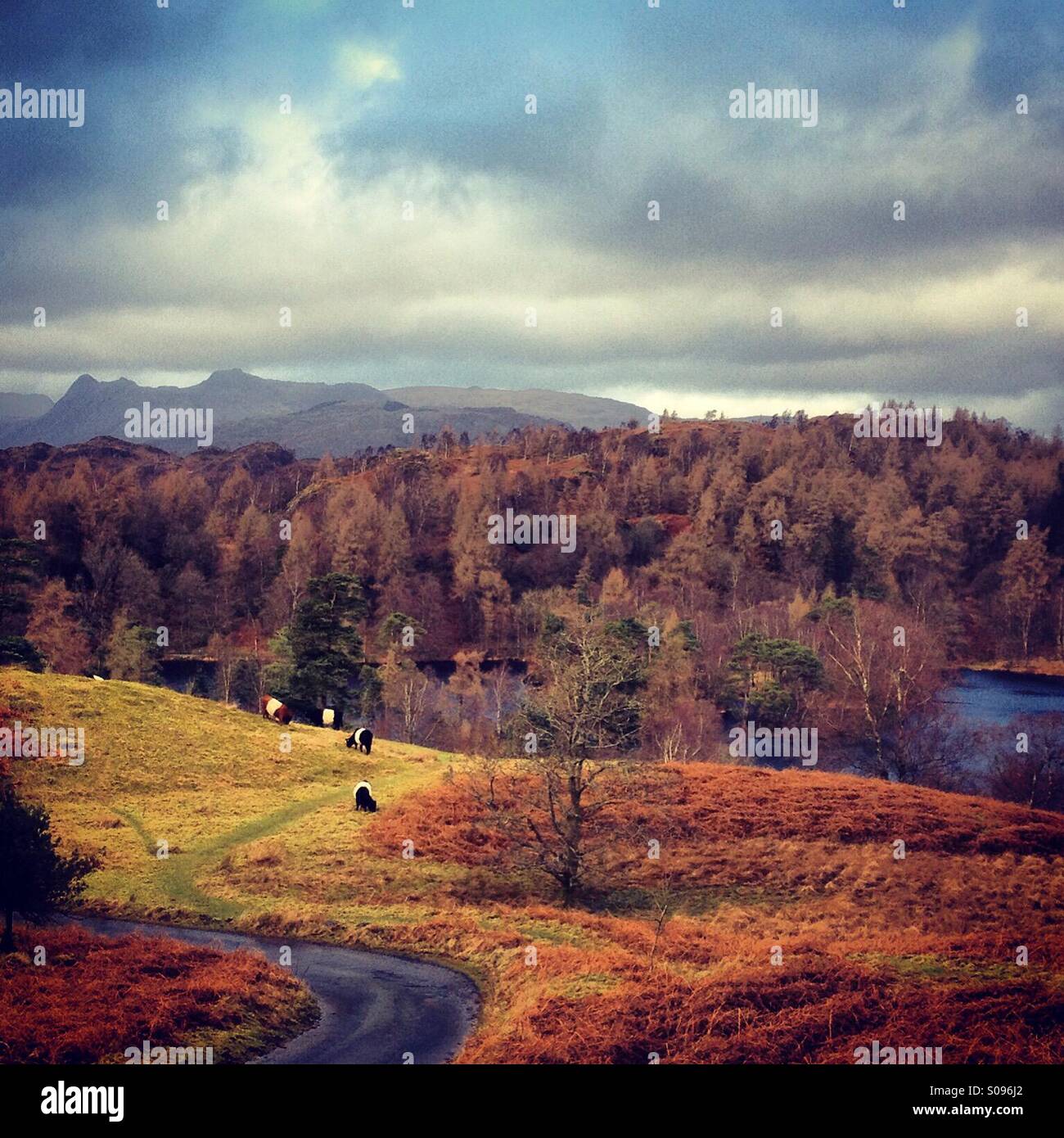 Gürtel Galaway Rinder am Tarn Hows mit der Langdale Pikes in der Ferne, Nationalpark Lake District, Cumbria, England, UK - Smartphone-aufgenommenes Stockfoto