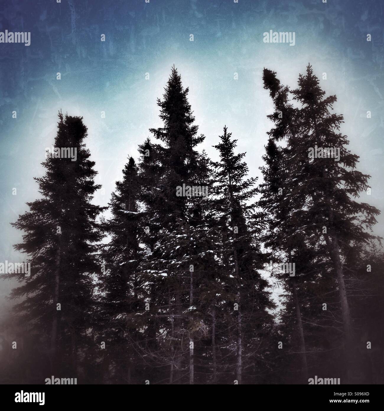 Bäume im winter - Smartphone-aufgenommenes Stockfoto