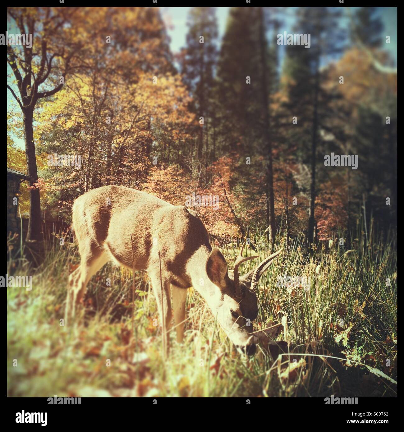 Hirsch im Herbst Essen. Yosemite Valley. Yosemite-Nationalpark, Mariposa County, Kalifornien, USA - Smartphone-aufgenommenes Stockfoto