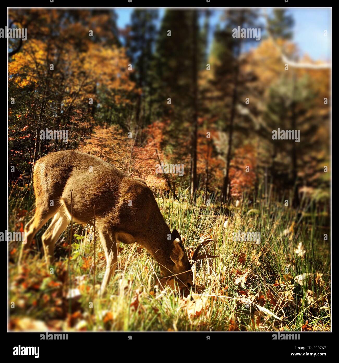Hirsch im Herbst Essen. Yosemite Valley, Yosemite-Nationalpark, Mariposa County, Kalifornien, USA - Smartphone-aufgenommenes Stockfoto