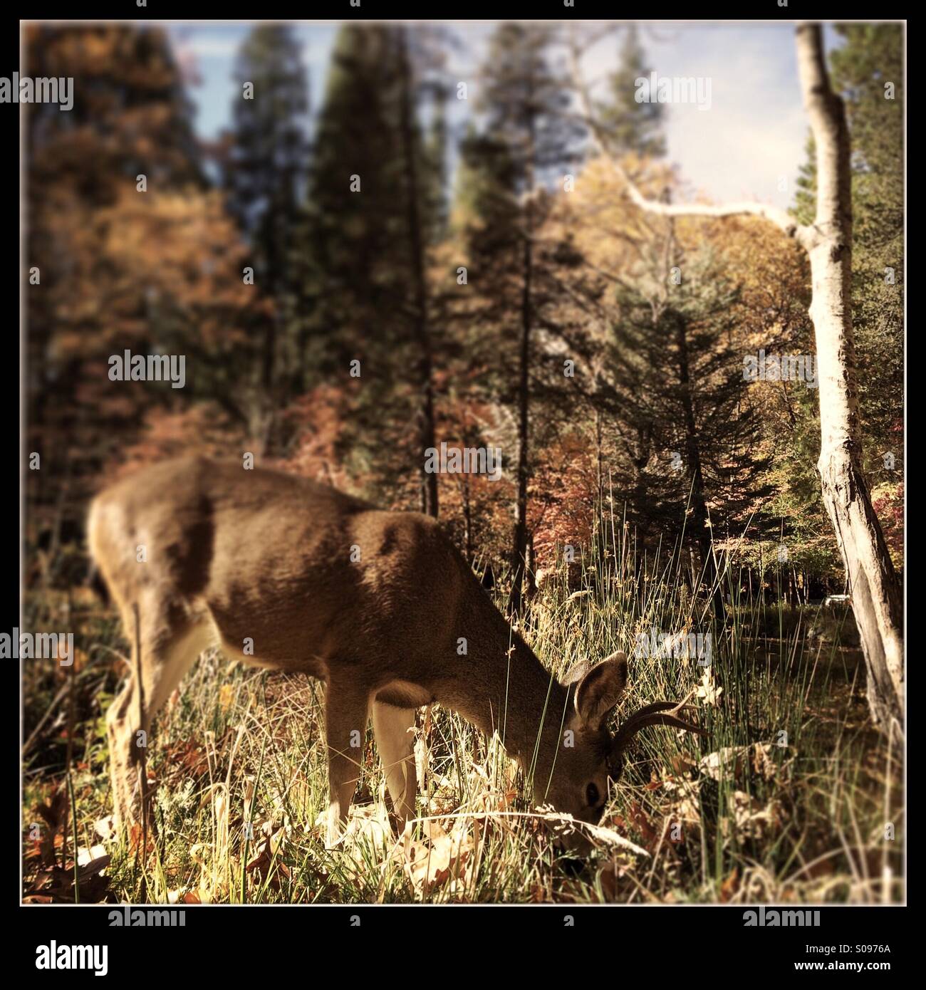 Hirsch im Herbst Essen. Yosemite Valley, Yosemite-Nationalpark, Mariposa County, Kalifornien, USA - Smartphone-aufgenommenes Stockfoto