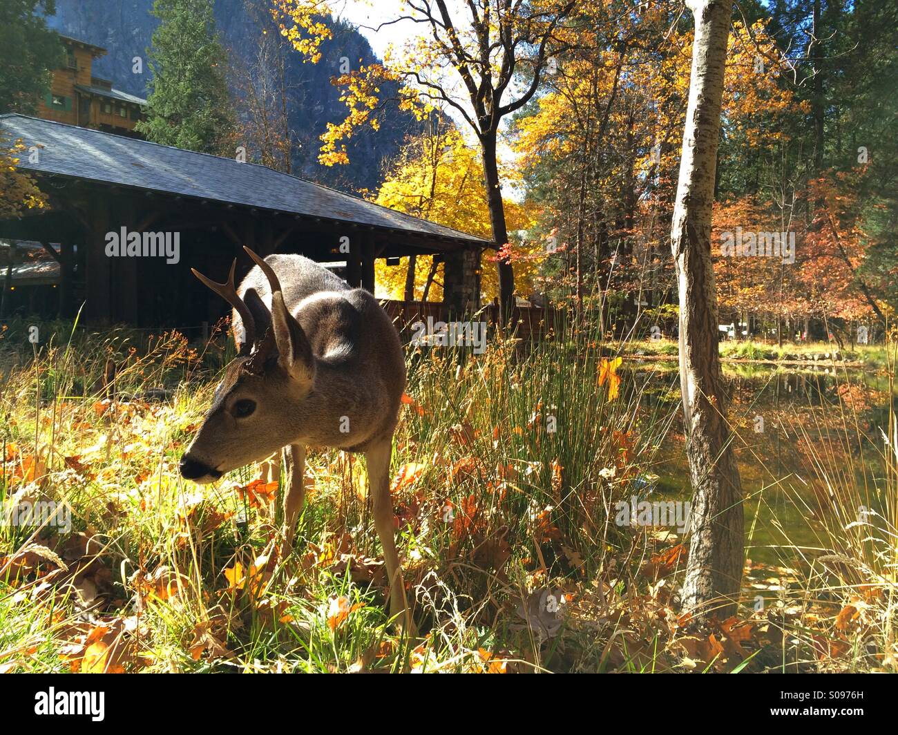 Hirsch vor dem Ahwahnee Hotel im Herbst. Yosemite Valley, Yosemite-Nationalpark, Mariposa County, Kalifornien, USA - Smartphone-aufgenommenes Stockfoto