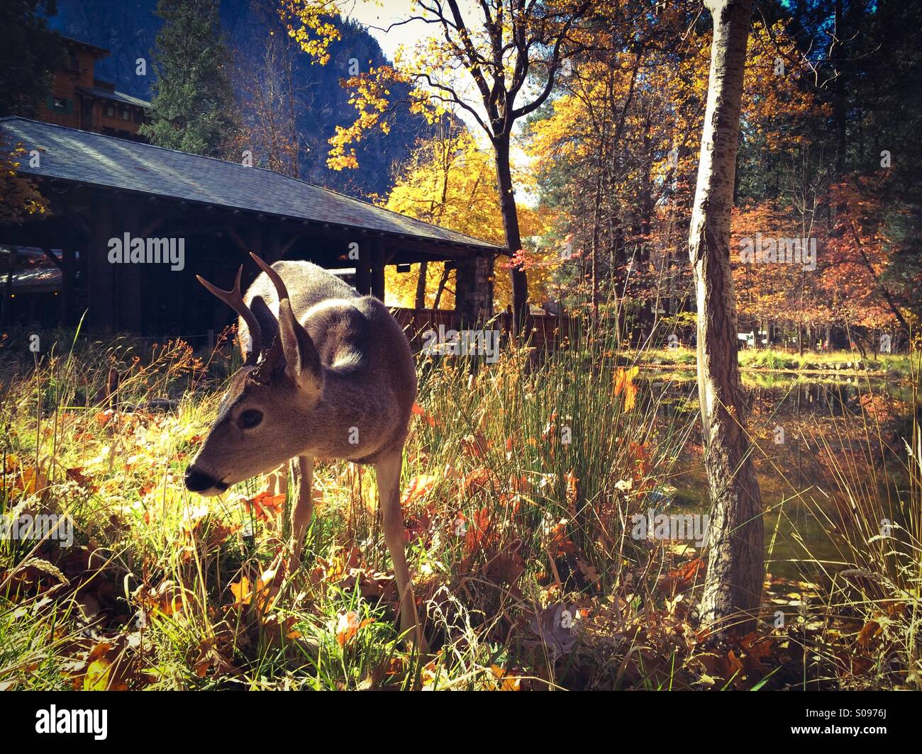 Hirsch vor dem Ahwahnee Hotel im Herbst. Yosemite Valley, Yosemite-Nationalpark, Mariposa County, Kalifornien, USA - Smartphone-aufgenommenes Stockfoto