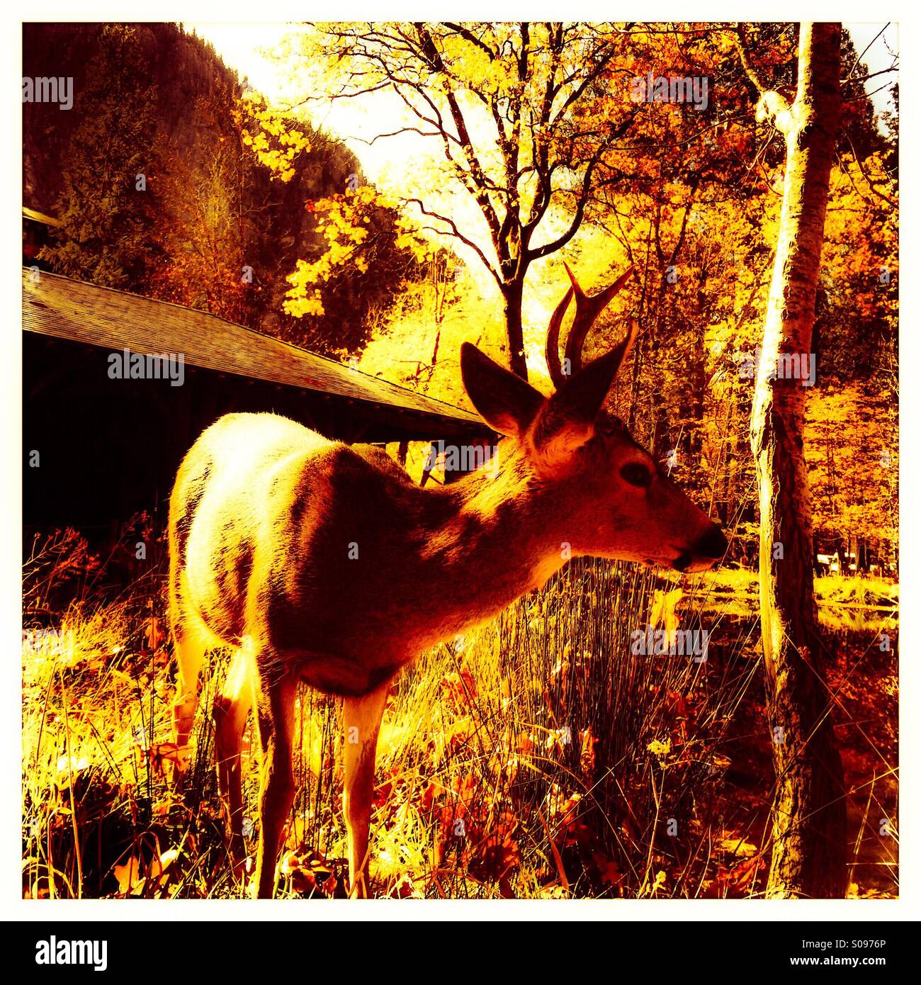 Hirsch. Yosemite Valley, Yosemite-Nationalpark, Mariposa County, Kalifornien, USA - Smartphone-aufgenommenes Stockfoto