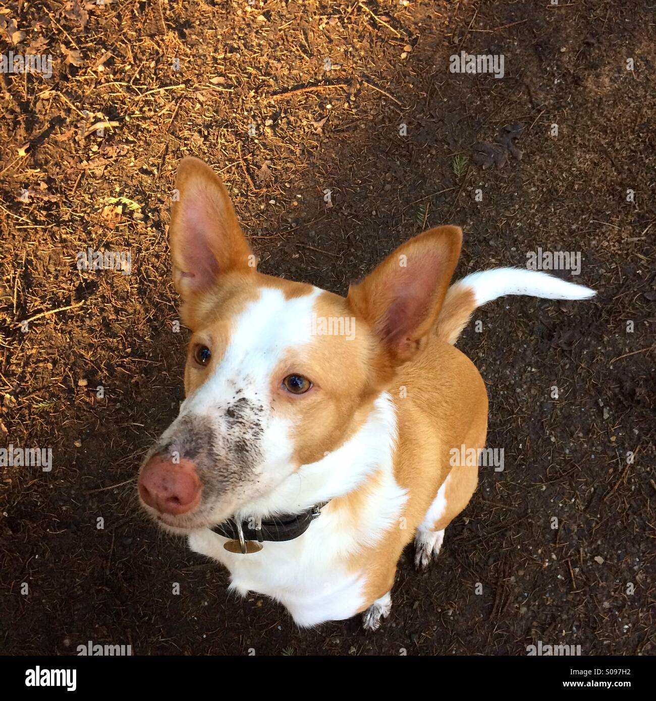 Tarnung-Podenco Stockfoto