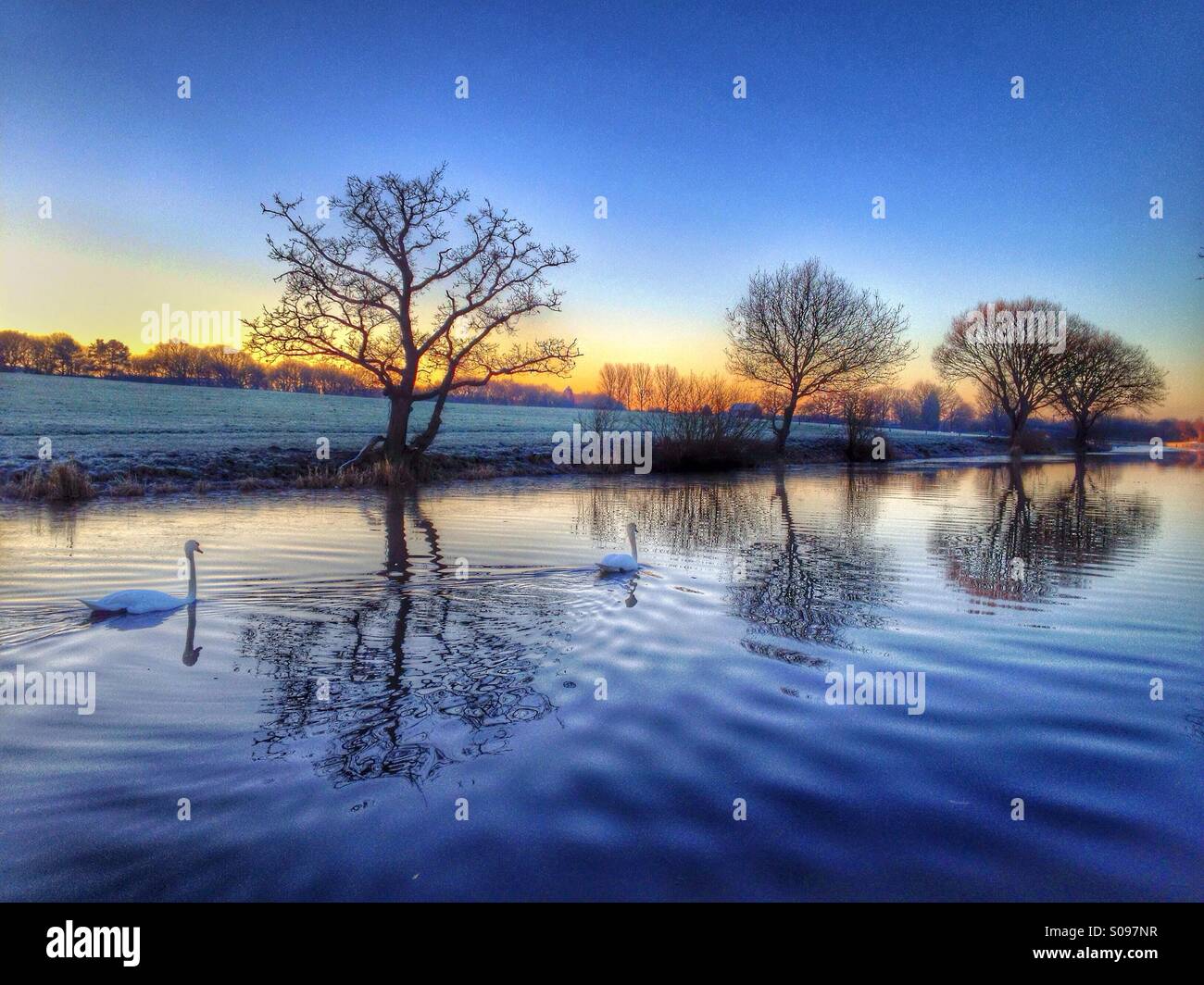 Schwäne bei Sonnenaufgang am Kanal entlang schwimmen Stockfoto