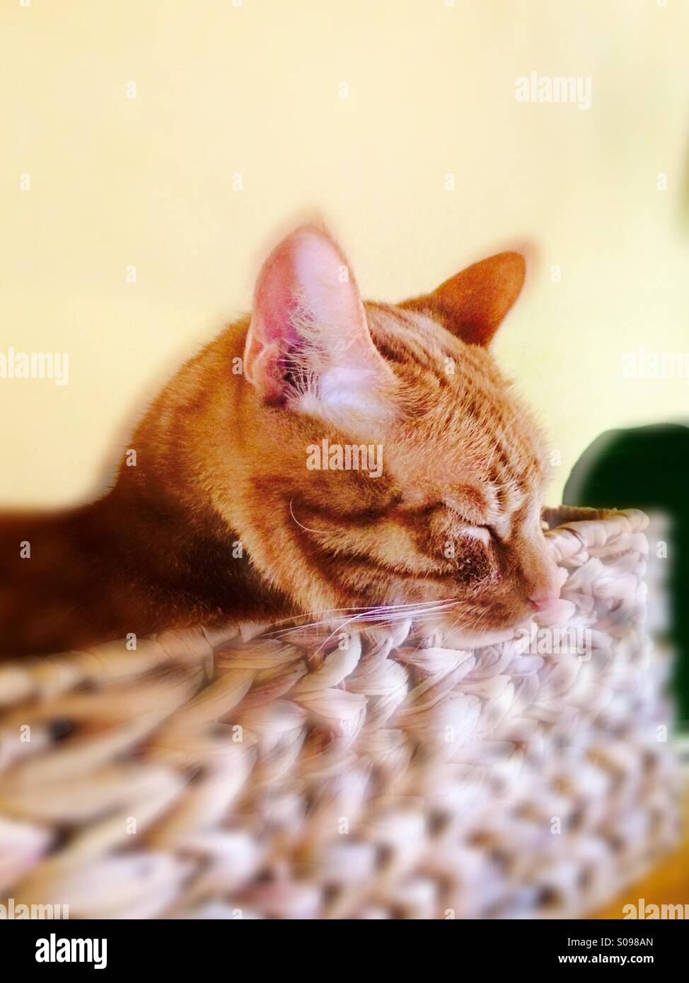 Tagträumer - tagsüber schlafende Katze Stockfoto