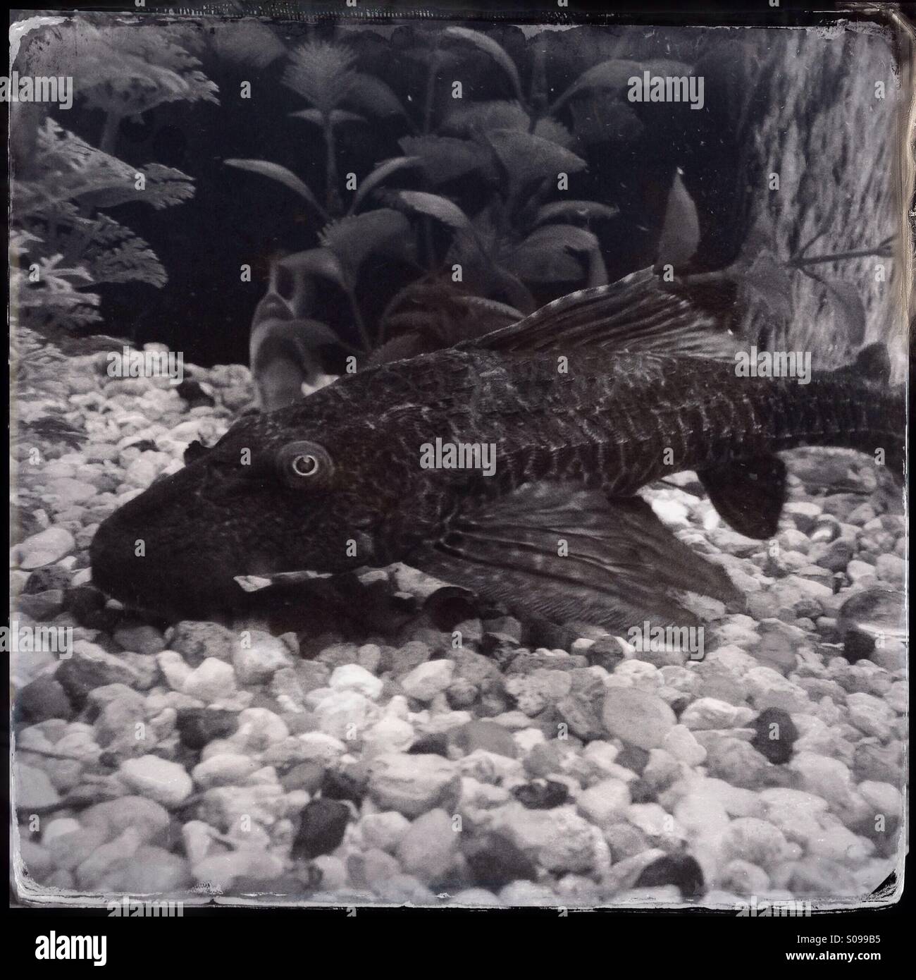 Ein Suckerfish in einem Aquarium (Ferrotypie). Stockfoto