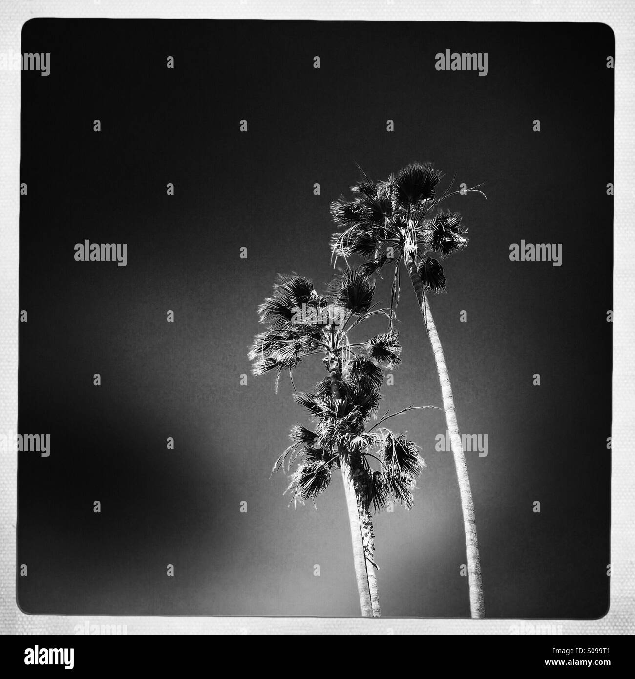 Ein schwarz-weiß Foto von Palmen. Manhattan Beach, Kalifornien USA. Stockfoto