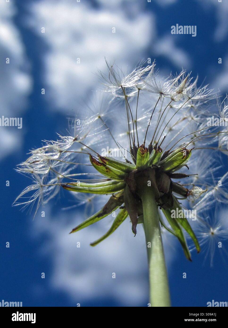 Löwenzahn und Himmel Stockfoto