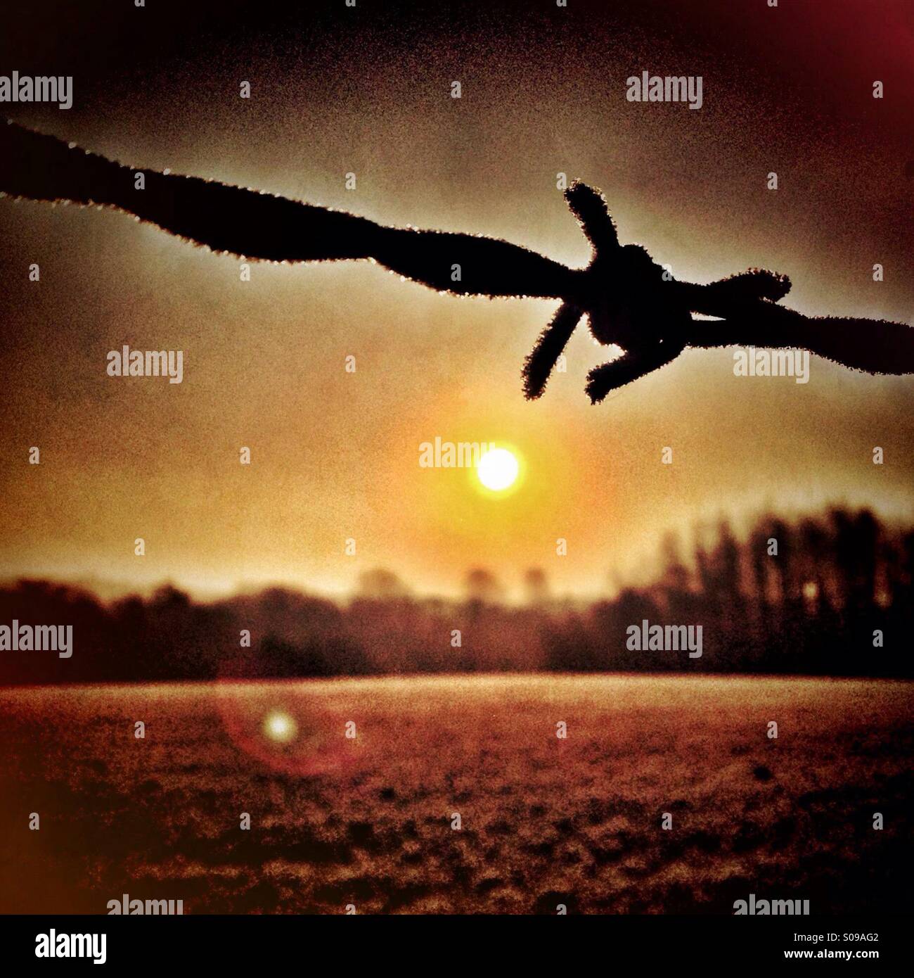 Silhouette Widerhaken auf Zaun bedeckt in Frost gegen frühen Morgensonne - Smartphone-aufgenommenes Stockfoto