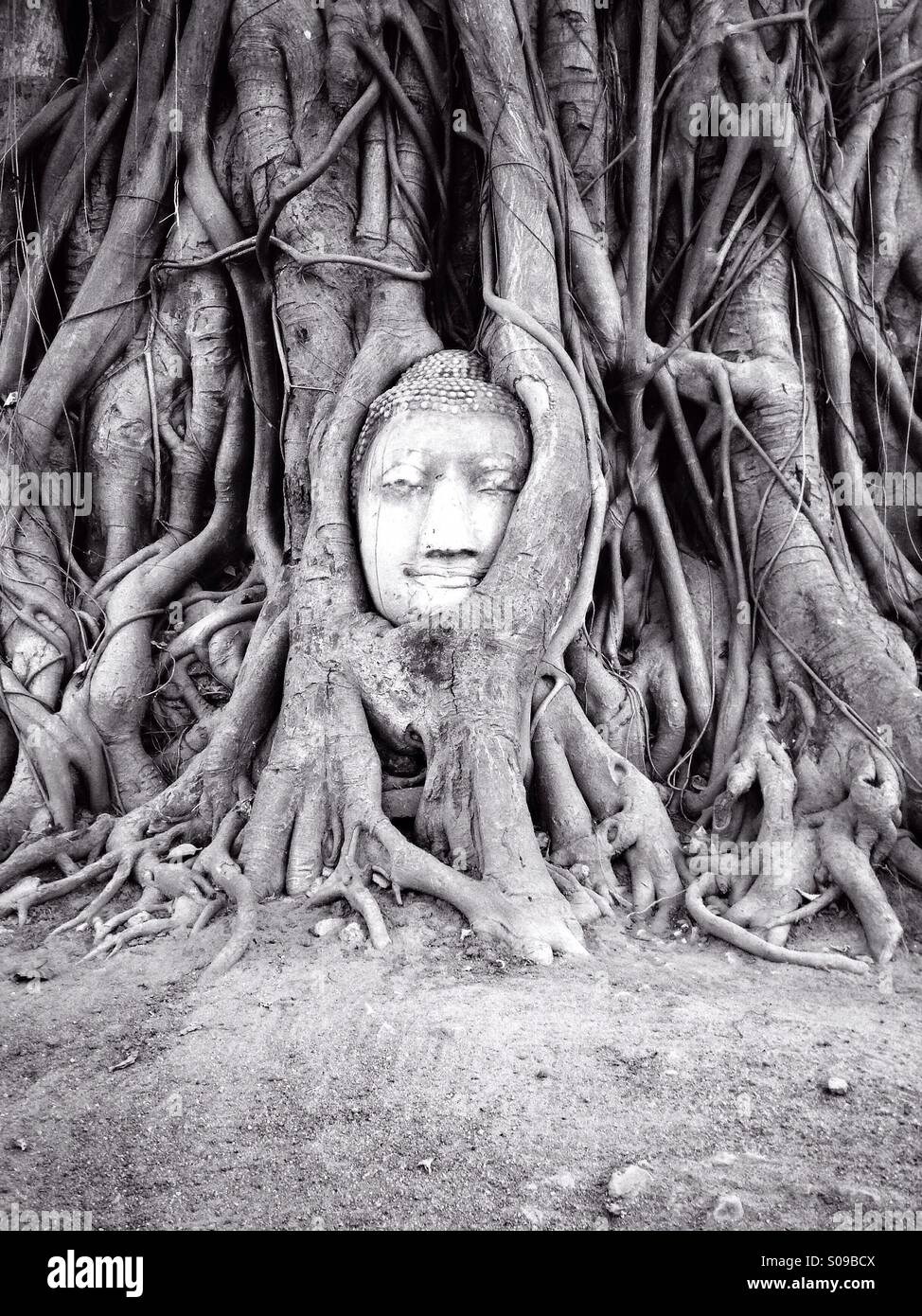 Gesichts Restpankreas eine Buddha-Statue, verstrickt mit Wurzeln, Blicke über das Wat Mahathat Gelände. Ayutthaya, Thailand. Stockfoto