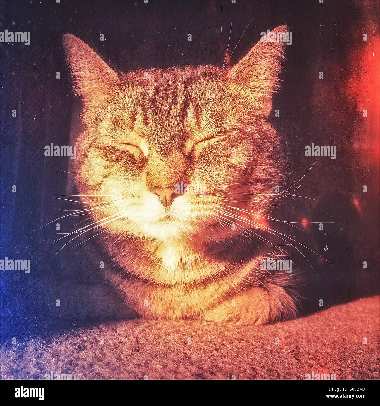 Tabby Kater mit Sonnenlicht auf seinem Gesicht zu schlafen Stockfoto