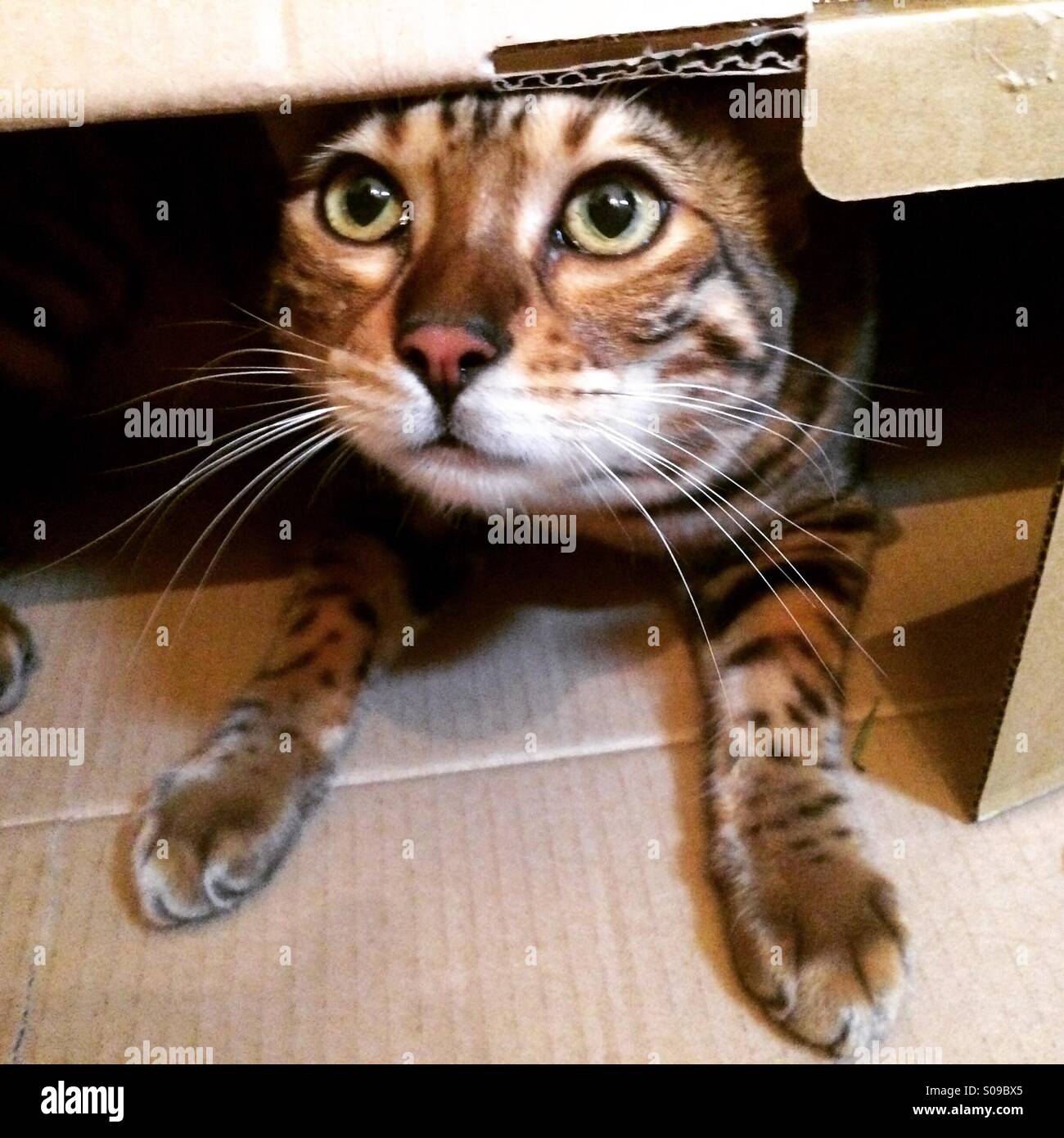 Eine junge Bengalkatze im Feld versteckt. - Smartphone-aufgenommenes Stockfoto