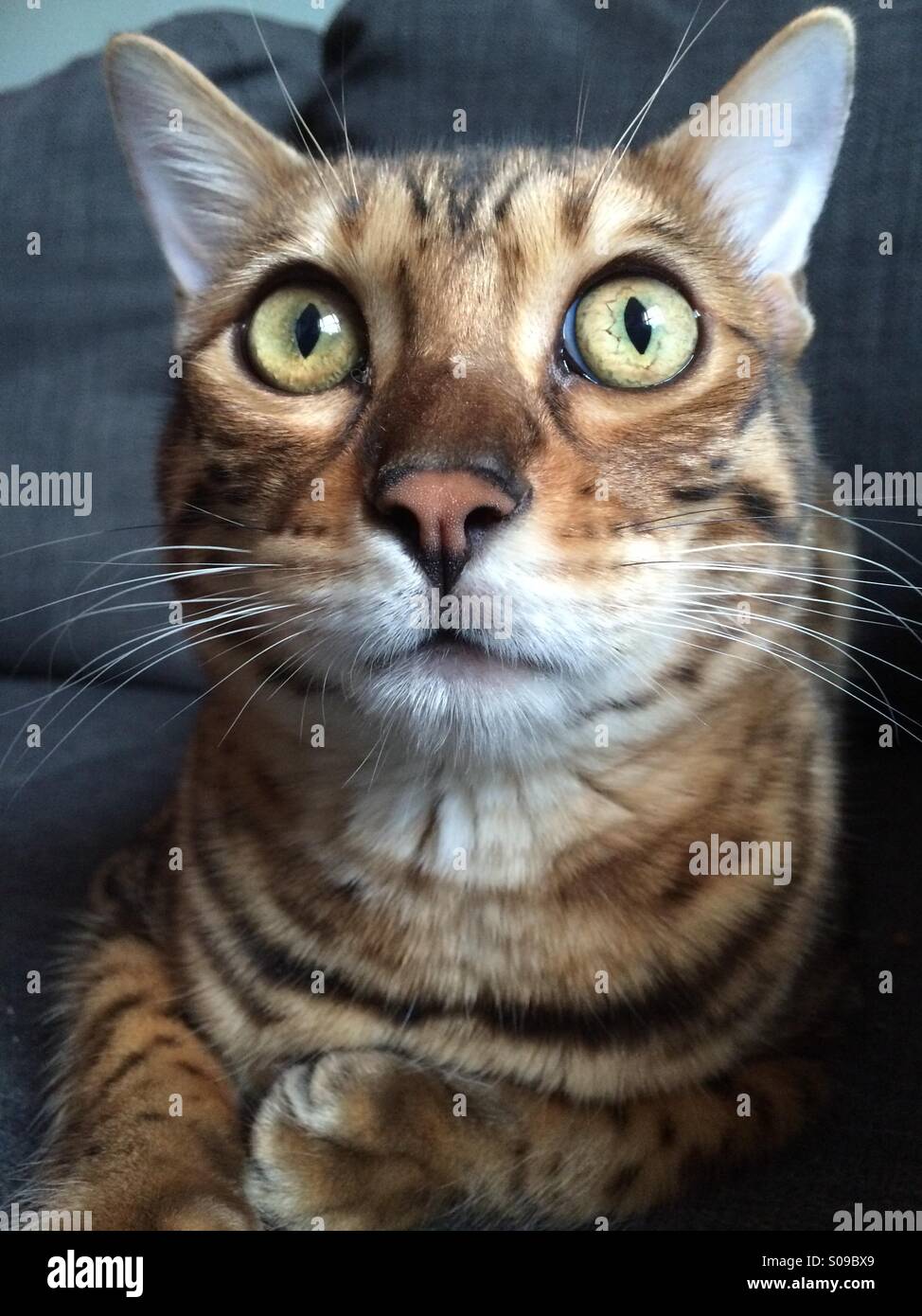 Eine junge bengalische Katze, die in die Kamera schaut - Smartphone-aufgenommenes Stockfoto