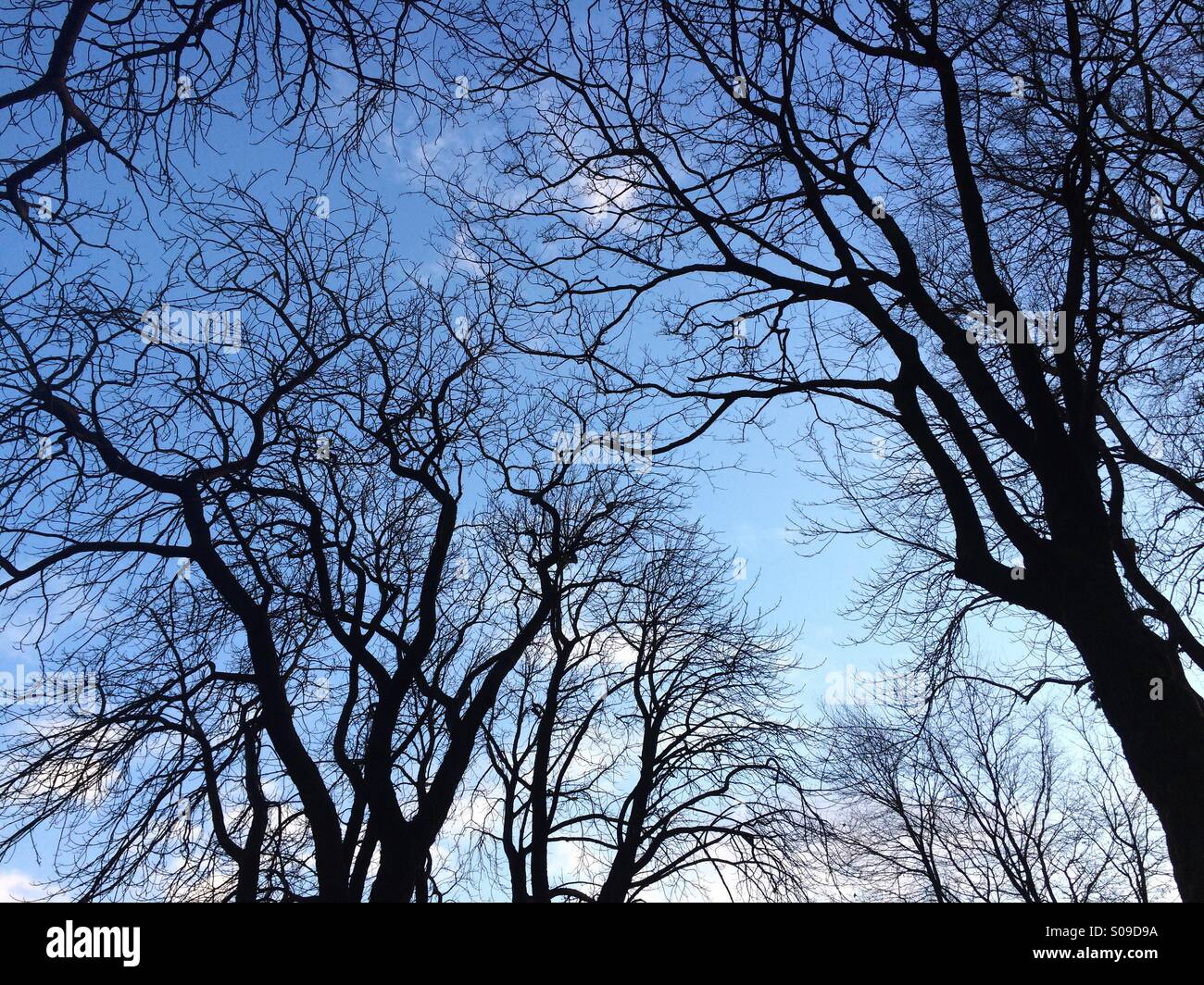 Bäume im Winterhimmel. Stockfoto