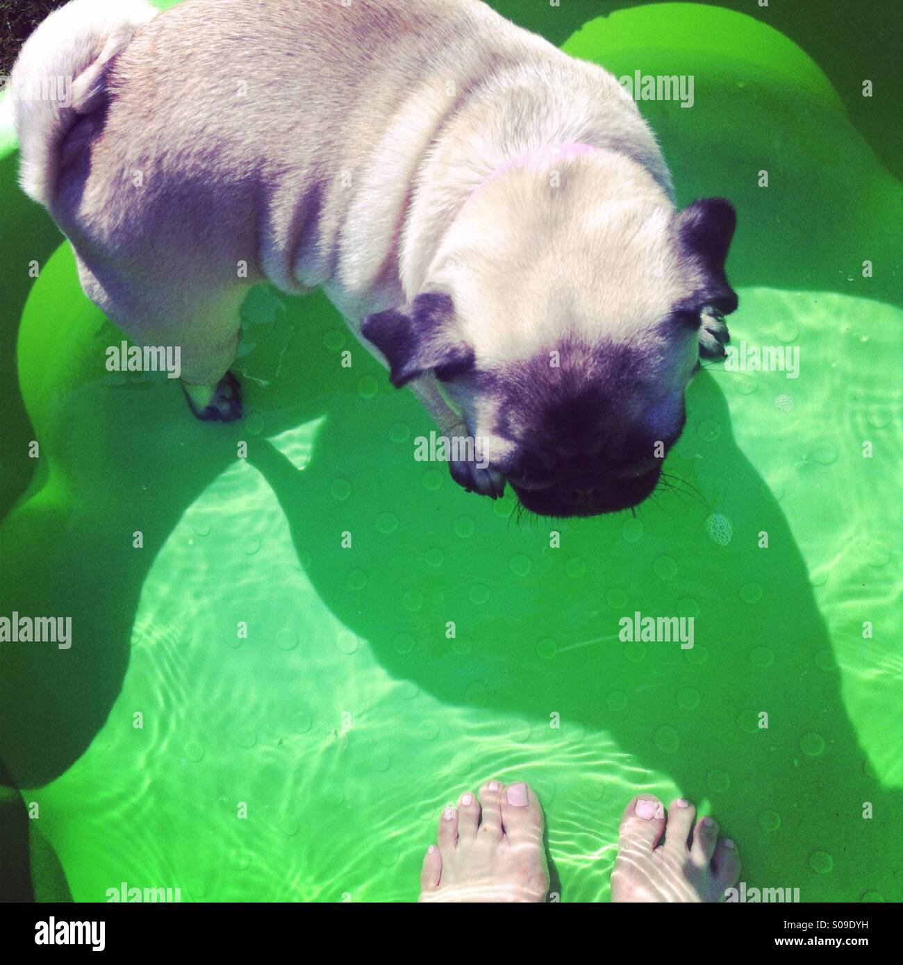 Mops, stehend im Planschbecken mit Person, die Zehen im Blick Stockfoto