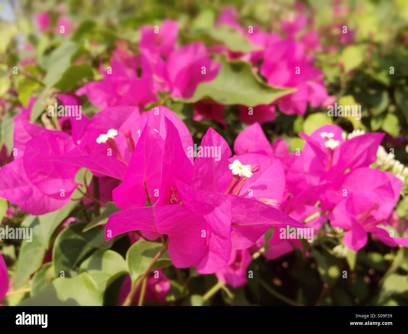 Rosa Blüten von Bougainville Stockfoto