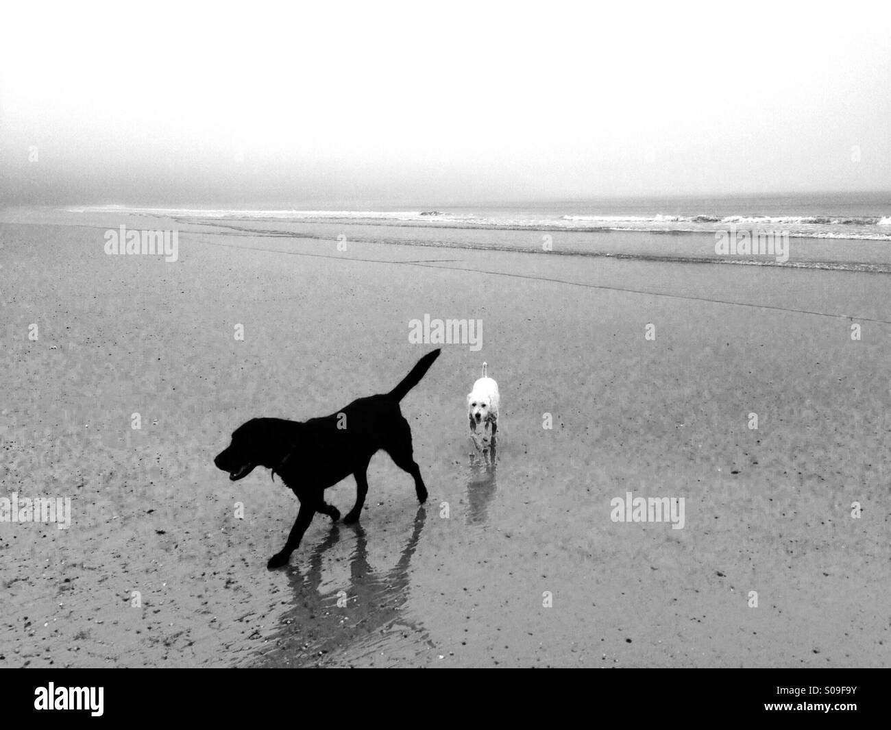 Hunde am Strand an einem verregneten Tag in Filey, Nordengland Stockfoto