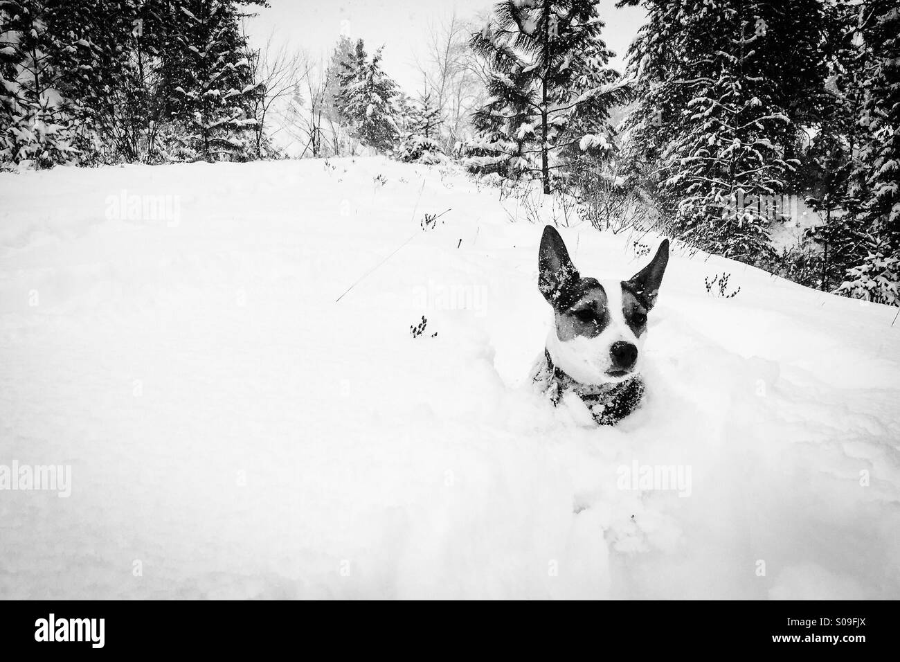 Jack Russell Terrier Hund Hals tief im Schnee. In schwarz und weiß. - Smartphone-aufgenommenes Stockfoto
