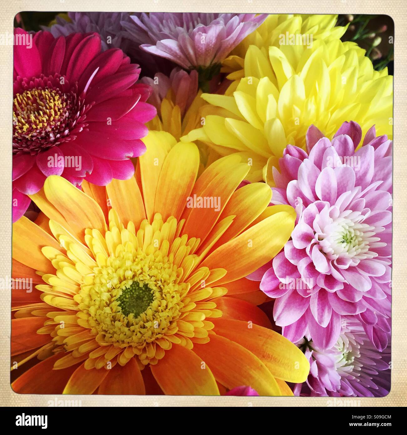 Gemischte bunte Blumen in einem Bouquet. Stockfoto