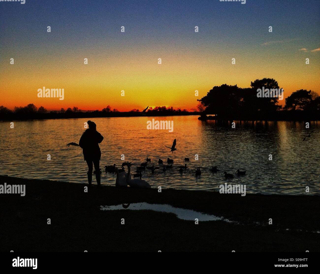 Fütterung der Enten bei Sonnenuntergang Stockfoto