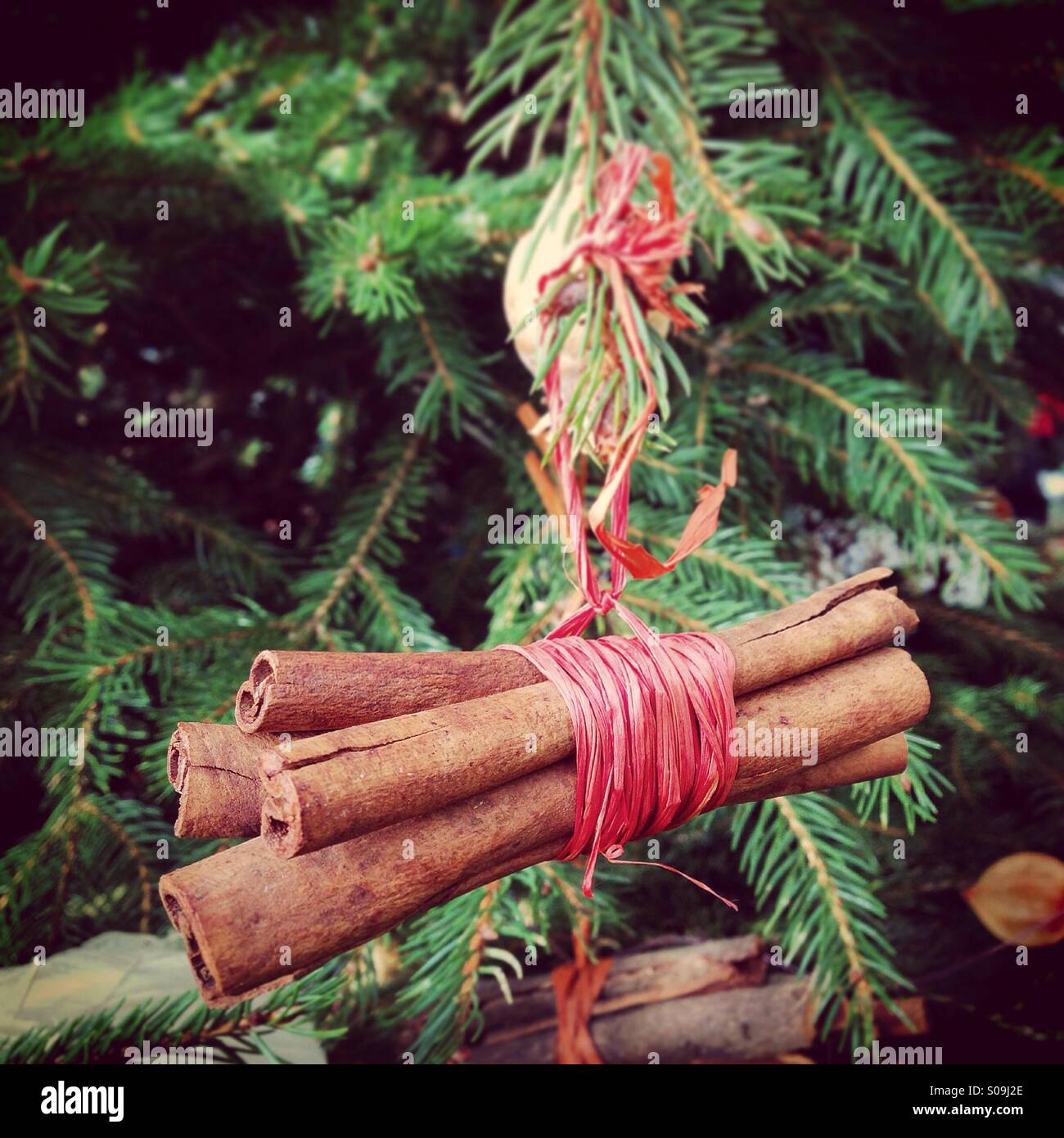 Zimtstangen an einen Weihnachtsbaum hängen Stockfoto