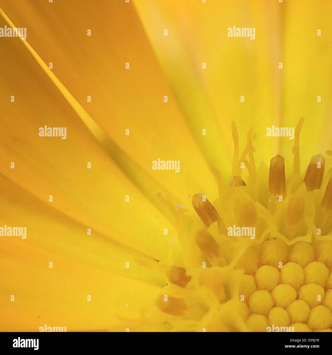Makro-Teilansicht einer gelben Blume Stockfoto