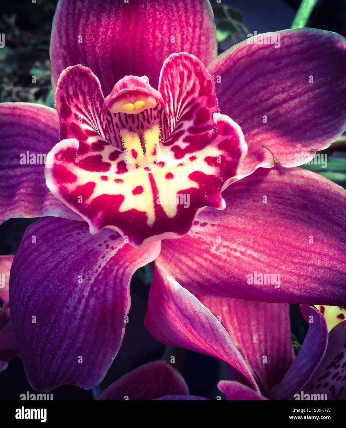 Orchid magenta - Smartphone-aufgenommenes Stockfoto