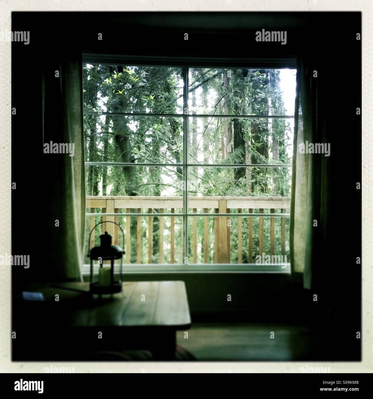 California Redwood-Wald außerhalb ein Kabinenfenster. Santa Cruz County, California, USA Stockfoto