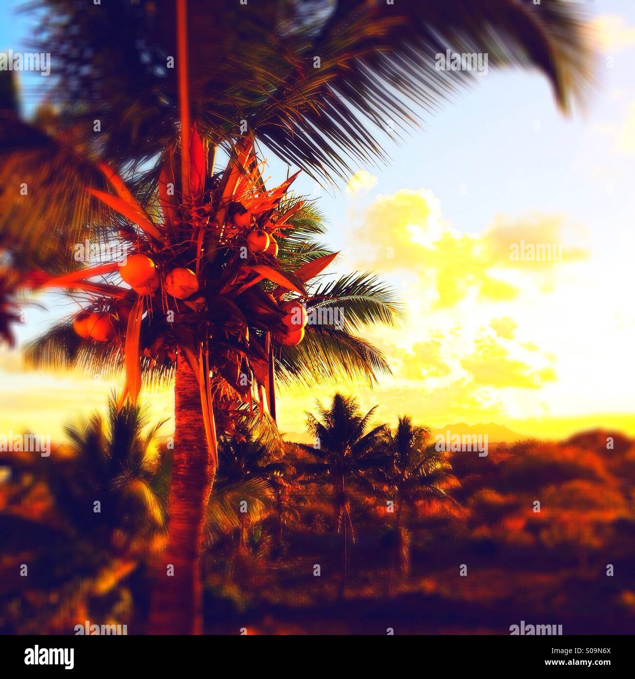 Tropischer Sonnenuntergang mit Kokospalme, Mauritius Stockfoto