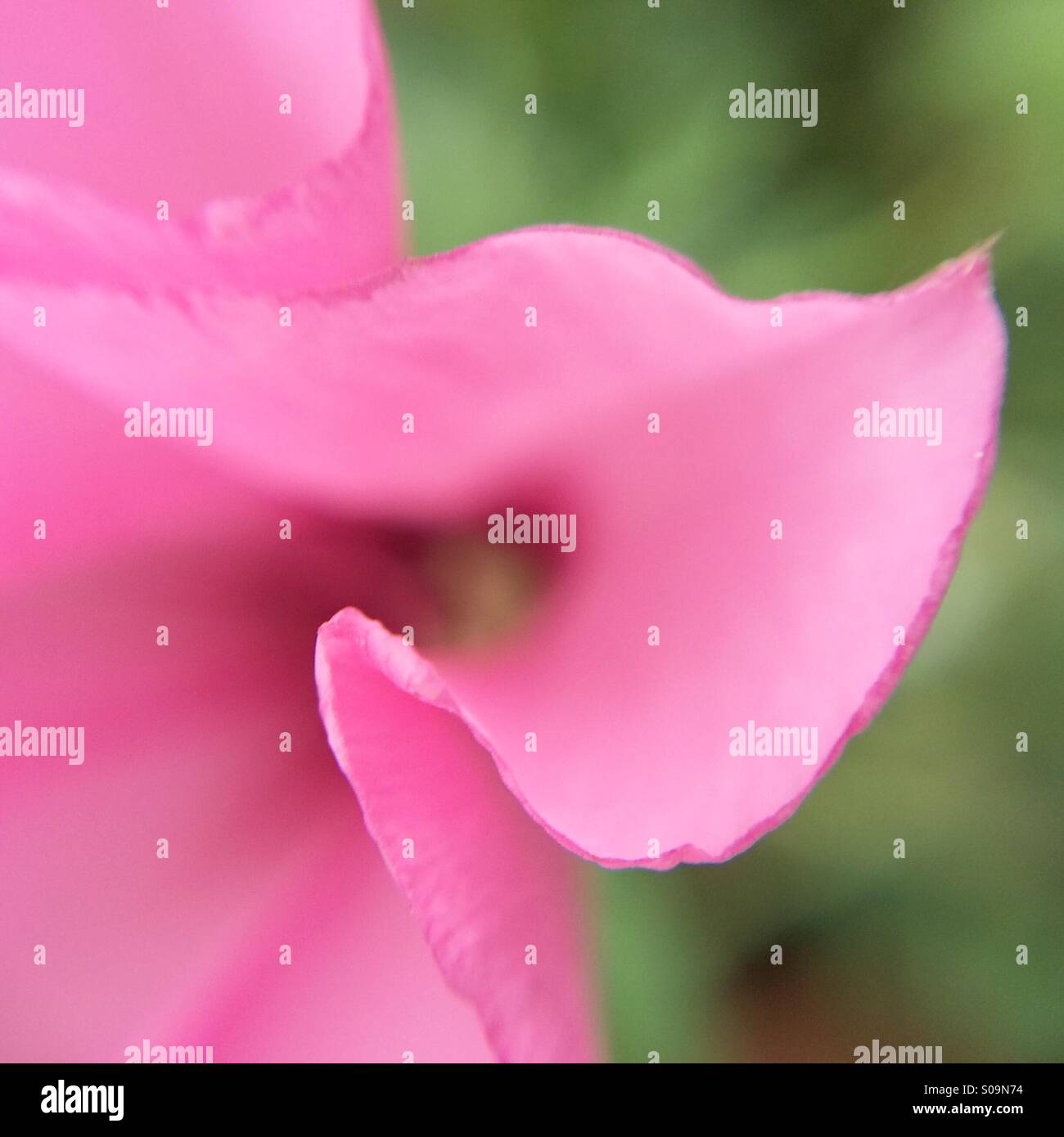 Makro-Ansicht einer Blume rosa Convolvulus arvensis Stockfoto
