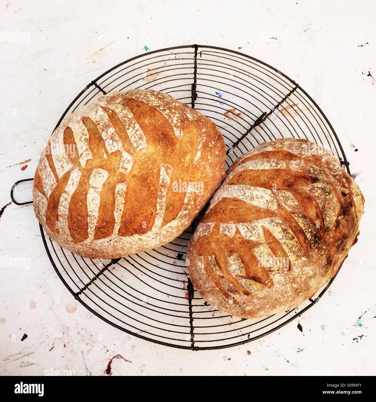 Zwei frisch gebackene hausgemachte Sauerteig Brote. Stockfoto