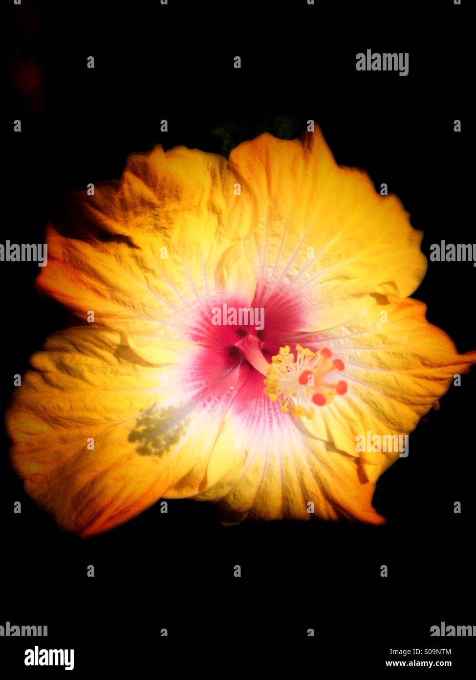 Gelben Hibiskusblüte Stockfoto