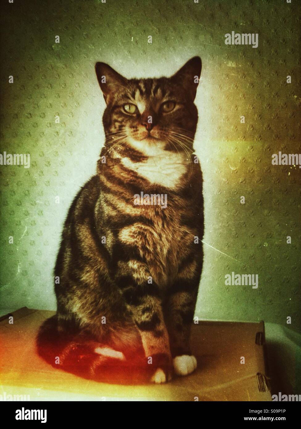 Männliche Tabby Katze sitzt und Posen. Grunge-Filter angewendet. - Smartphone-aufgenommenes Stockfoto