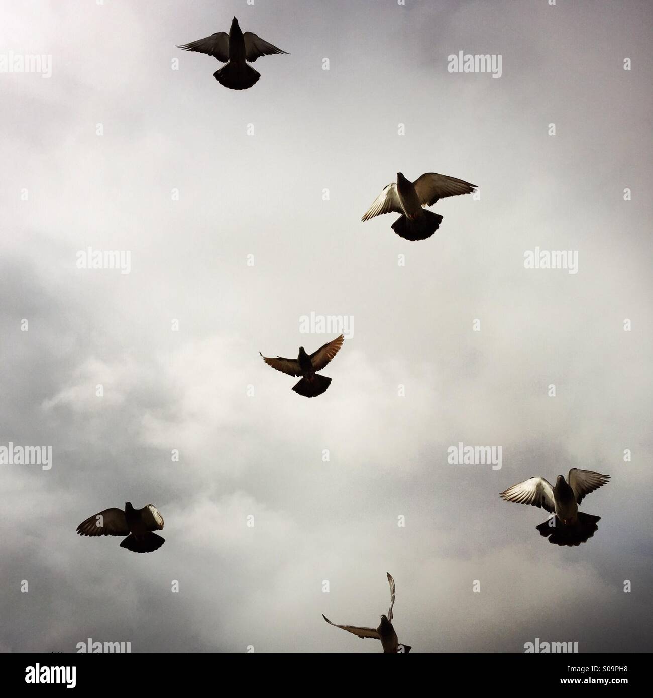 Tauben fliegen. Stockfoto