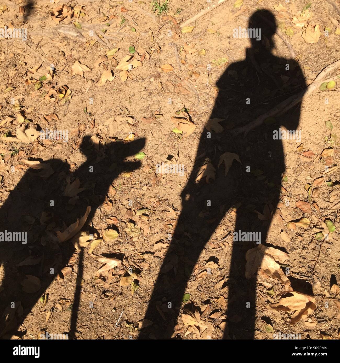 Ein treuer Hund blickte zu Besitzer mit einem Herbst-Blatt-Hintergrund Stockfoto