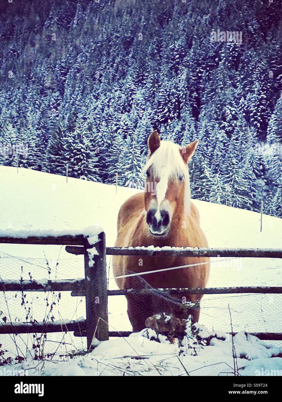 Schöne Pferde im Schnee Stockfoto