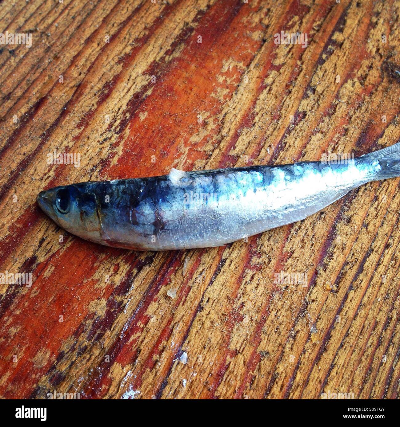 Frische Sardinen Fisch auf Holzbrett Stockfoto