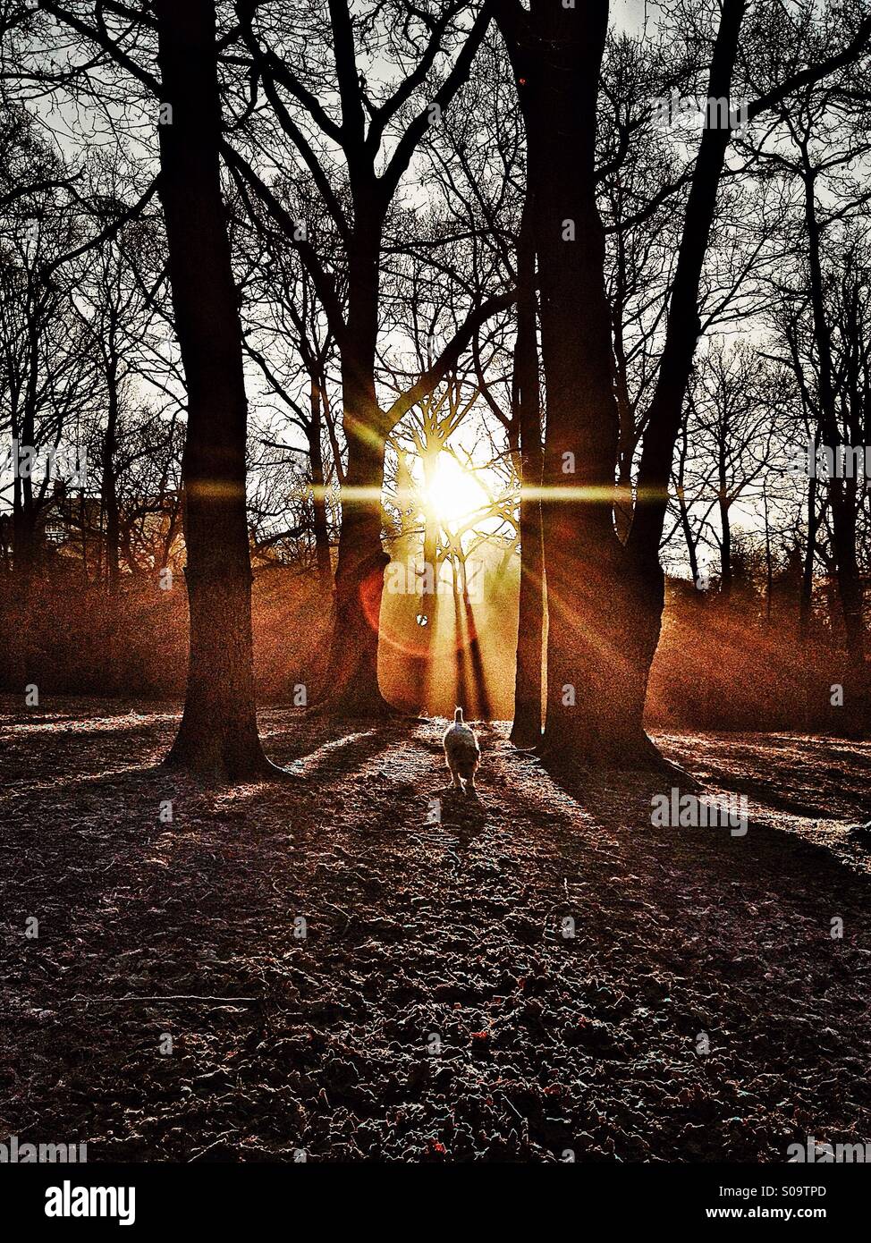 Hund im Wald an einem frostigen Morgen bei Sonnenaufgang zu Kamera Stockfoto