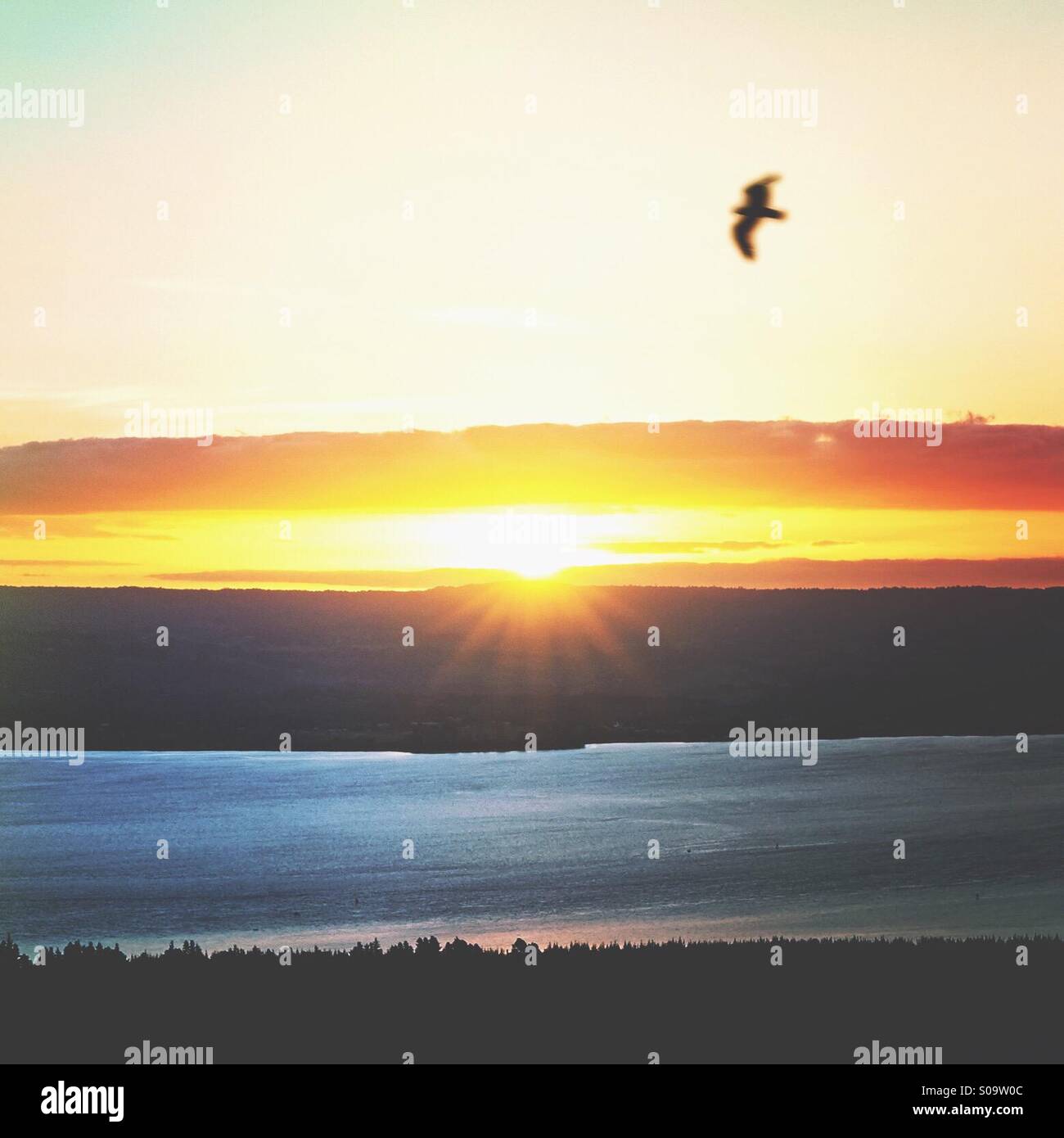 Vögel bei Sonnenuntergang über der Küste Stockfoto