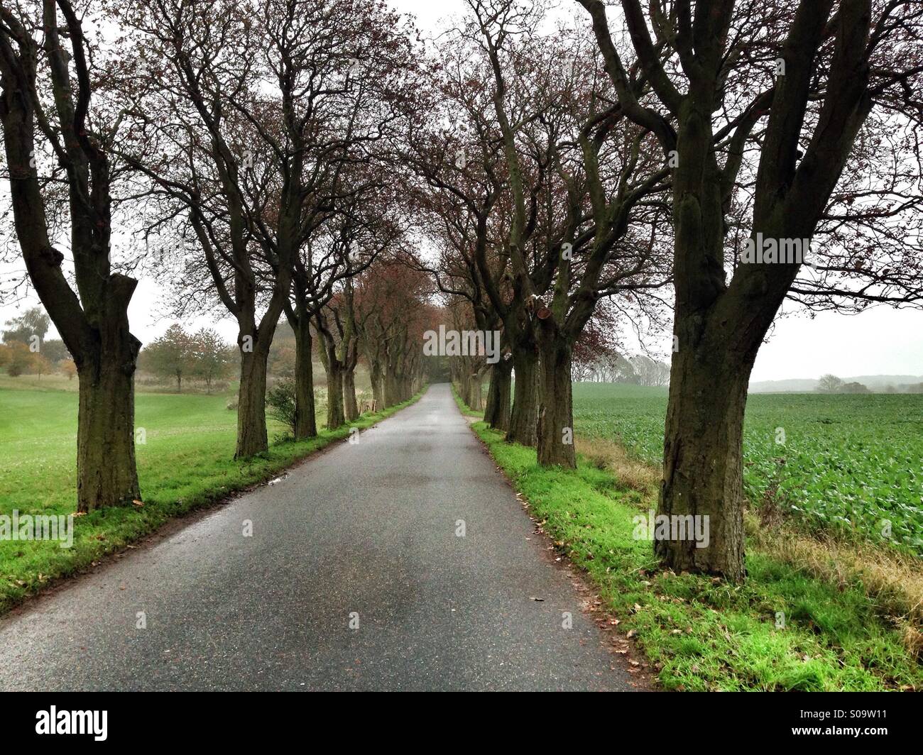Skandinavischen Landschaften, nebligen Atmosphäre in einer abgelegenen Straße, mitten in den Feldern der Halbinsel Jütland, Højbjerg, Dänemark Stockfoto