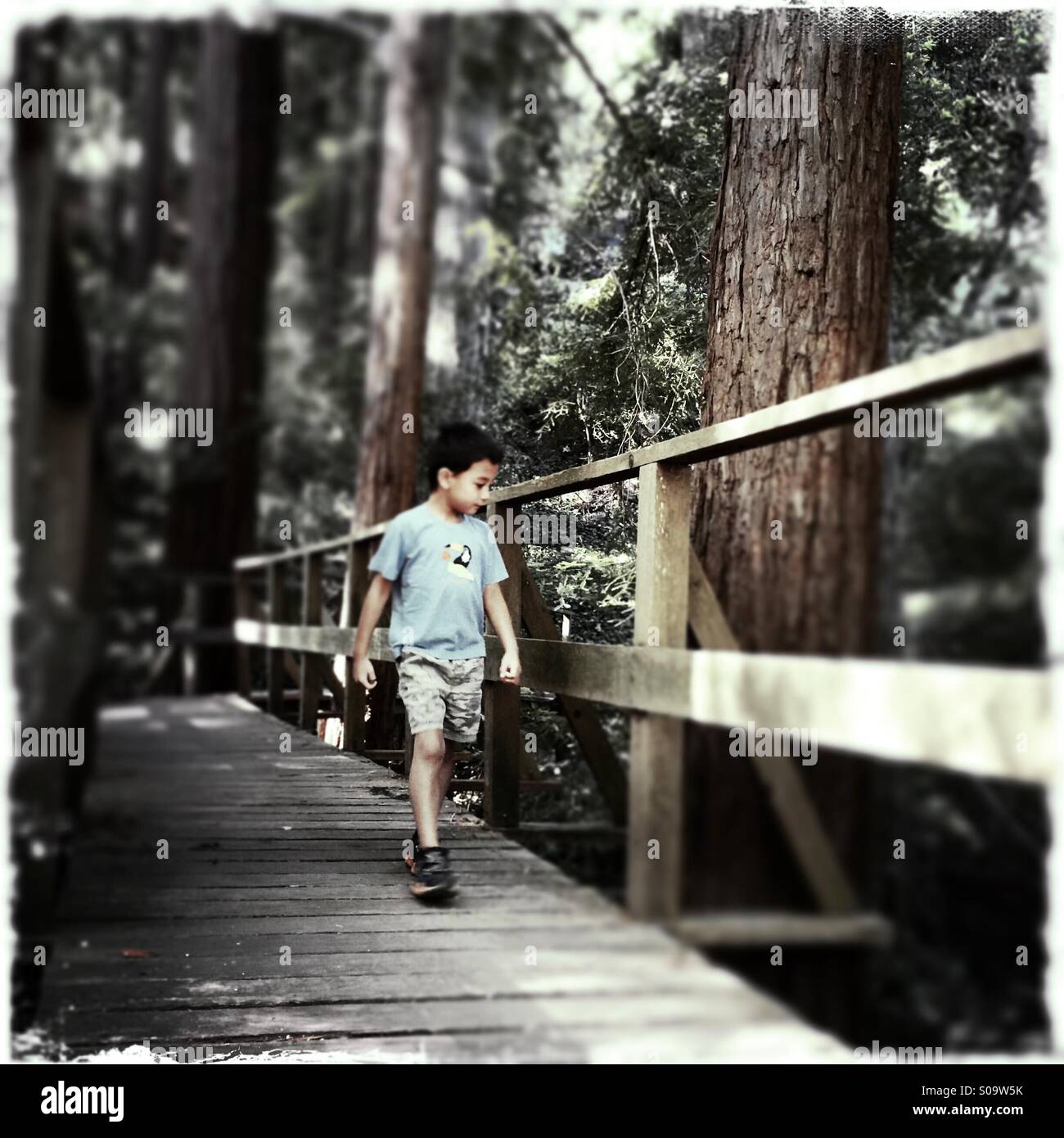 Ein sechs Jahre alter Junge geht es über eine Holzbrücke in einem California Redwood-Wald. Santa Cruz County, California, USA - Smartphone-aufgenommenes Stockfoto