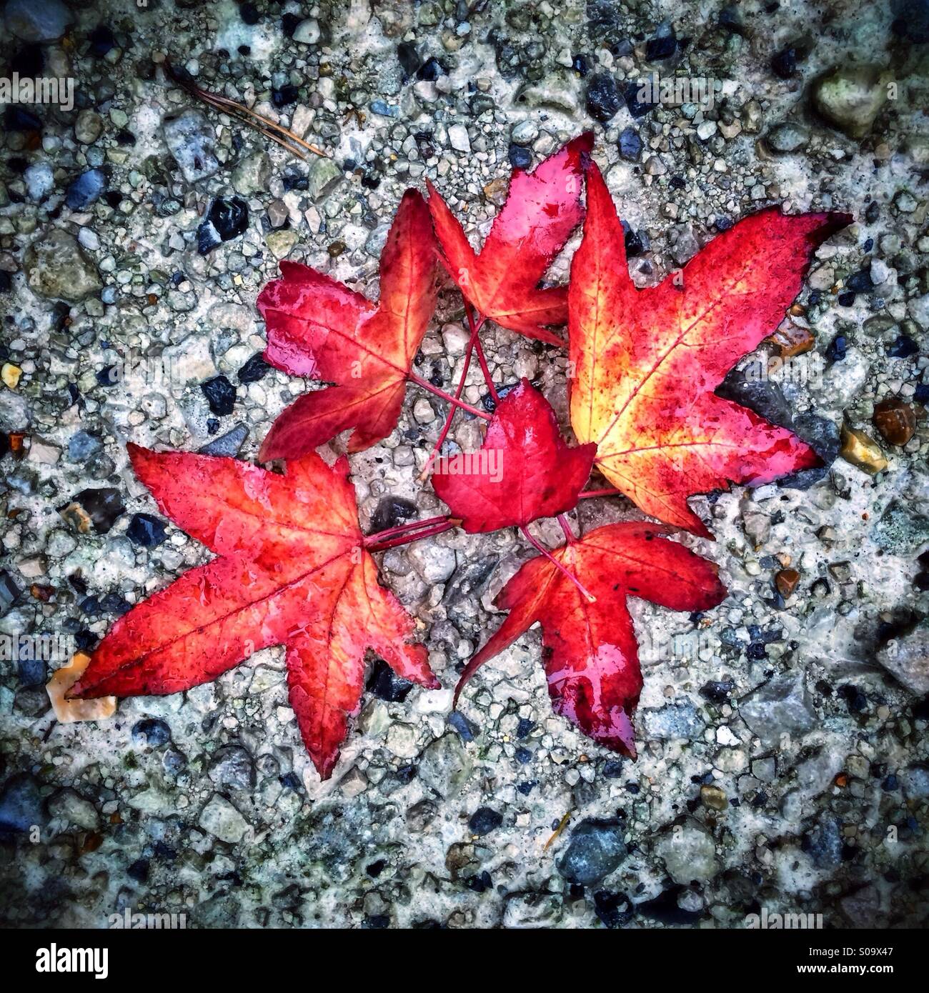 Rote Blätter im Herbst auf einem Schotterweg angeordnet Glitzern mit Regenwasser. Stockfoto